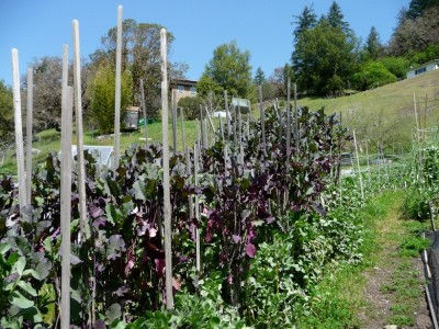 Mature tree collards at The Jeavons Center Mini-Farm, Willits, CA 